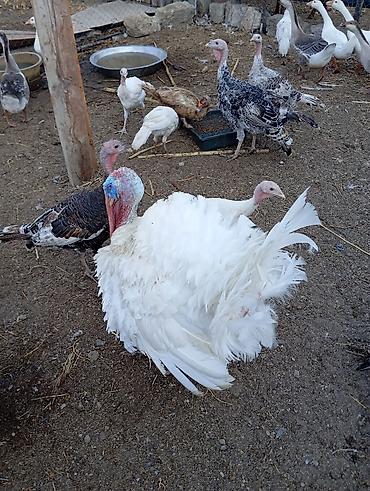 binə atciliq: 1 ədəd 14 ayliq ərkey hinduşka diri çəkisi 11 manata 12-15kiloqram — 6