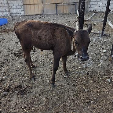 anqus dana satışı: Satilir ana bala.2 ci qarindi.buzovu 3 ayliqdi erkekdi.4.5 lt yaxin — 2