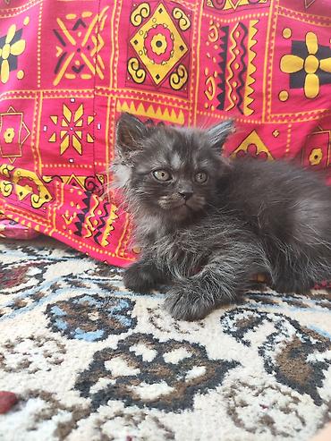 black cat: Скотиш Фолд (Шотландская вислоухая), 2 месяца, Мальчик, Серый, Приучена к лотку — 5