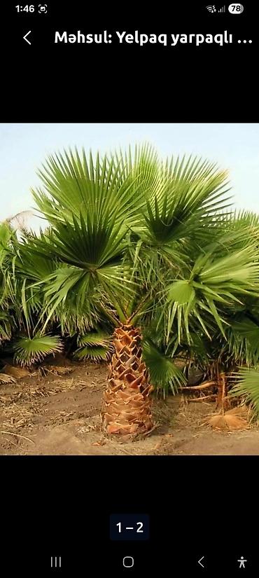 rozmarin bitkisi: Məhsul: Palma toxumu (Trachycarpus/heykəltəraş palma növünə bənzər fan — 5