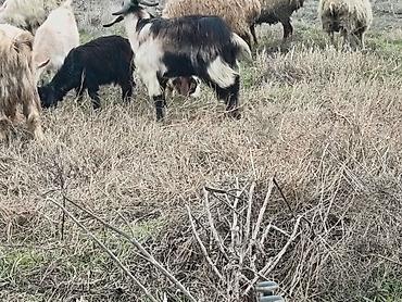 Keçilər, çəpişlər: Çəpiş keçi qoyun sürü və ya tək tək satram. Qiymet ferqlidirMəhsul — 33