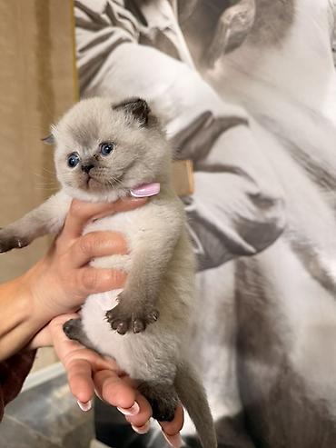 Pişiklər: Britan — 14