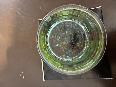 beluqa balığı: Beluga kürü (Caviar Beluga) — 5