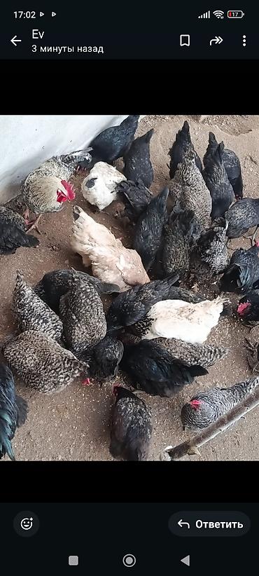 Toyuqlar: Toyuq, Damazlıq, Ünvandan götürmə — 6