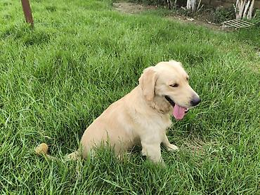 it elanlari: Retriever, Erkək — 5
