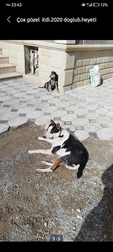 alabay itleri: Alabay, 4 ay, Erkek, Pulsuz çatdırılma