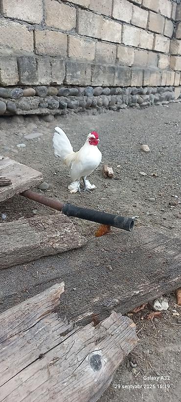 Xoruzlar: Tam sağlam 6 aylıq cır yaponkalar.Unvan Lənkəran Bakıya 20yanvara və — 9