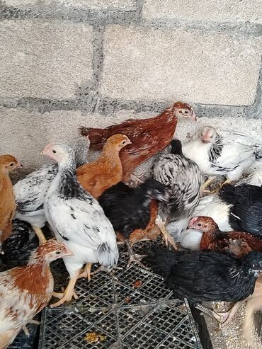 Toyuqlar: Kənt colpaları satıram xacımazdadı vasapımdı