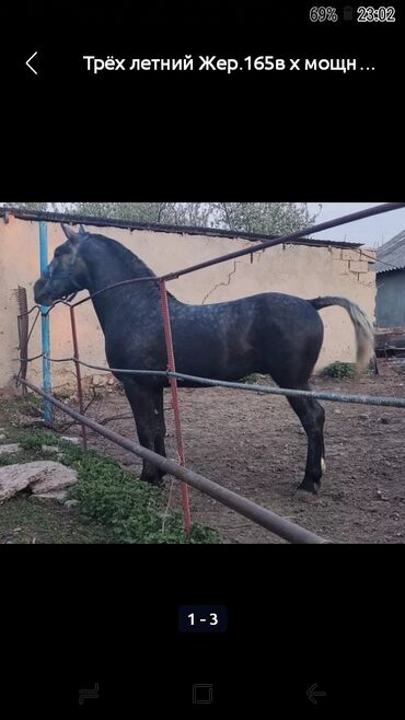 заяц живой: 3х летка 165 в х