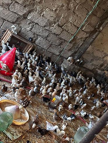 qus iran: 95 günlük xoruzlar və 25 günlük cücələr var isdiyen əlaqə saxlasin — 6