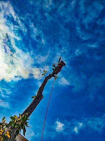 Спил деревьев, заготовка дров: Спил любых деревьев, в любых стесненных условиях, формирование кроны — 7