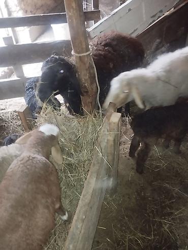 Баран, овца: Продаю | Овца (самка) | Полукровка | Для разведения | Матка — 6