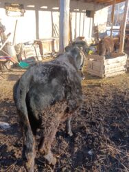 Коровы, быки: Продаю | Бык (самец) | На откорм | Привязанные — 3