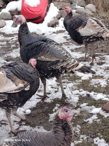 Индюки: Продаю | Индюк (самец) | Полукровка | На забой | Племенные — 4