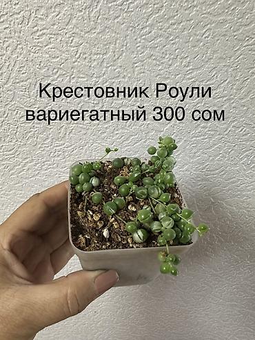 Бөлмө өсүмдүктөрү: Укорененные черенки/отростки. Адрес 8 мкр — 8
