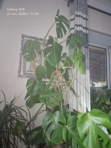 монстеро: Продаю Монстера делициоза (Monstera deliciosa) в большом кашпо. долго — 2