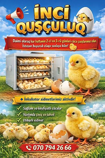 Инкубаторы: İnci Quşçuluq – inkubator və cücə çıxarışı xidməti - Həftənin 2-ci və — 1