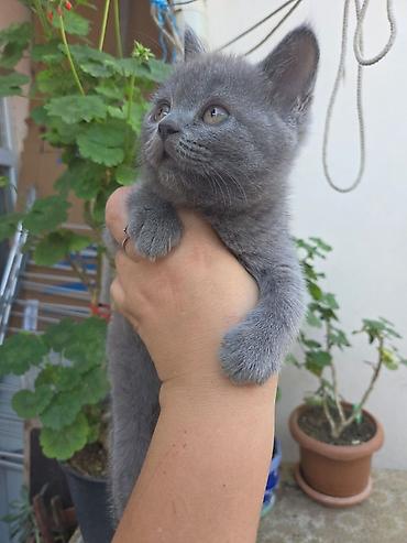 Кошки: Шотландская, Платная доставка — 3