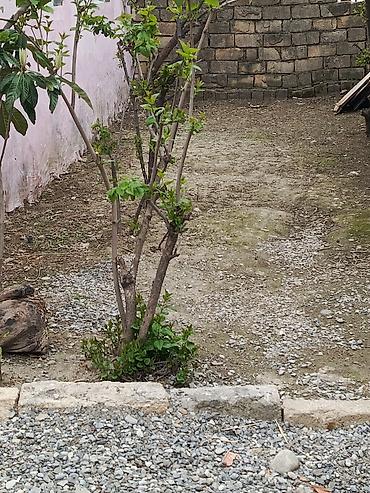 Qonaq otağı dəstləri: Masa və oturacaqlar — 14