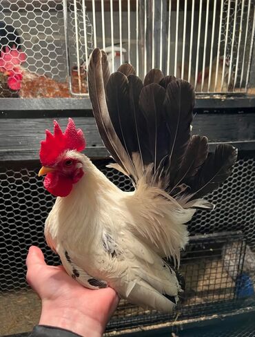 Куры, петухи: Продаю | Куры, Петух — 6