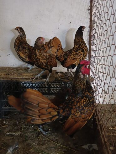 hinduşka yumurtası satışı: Toyuq, Ödənişli çatdırılma