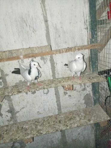 bərə çəkən: Satilir 20 manata quslarda Berdededi
