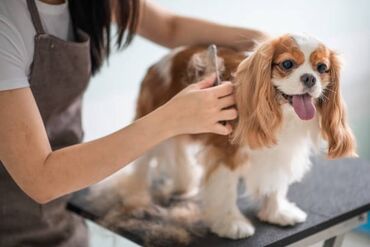 Taksi, logistika, çatdırılma: Salam yeni acilmish petshopa groomer iscisi lazimdir,bu ishi
