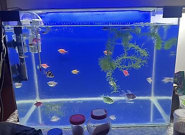 akvarium baku: 13 ədəd tetra 1 eded Barbusdu 1.50 dən verirem tam sağlamdılar satma — 1