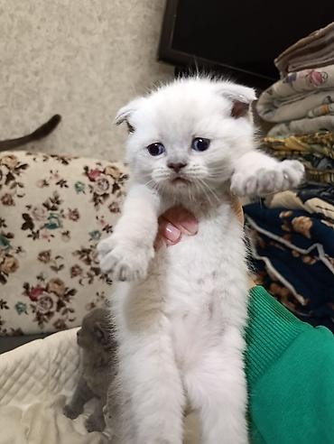 Pişiklər: Şotland, Ödənişli çatdırılma — 19