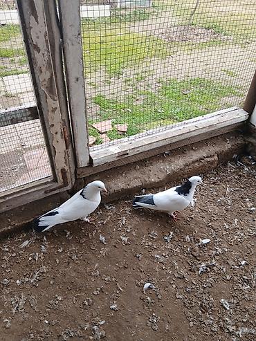 Göyərçinlər: Qiymət hamısına aitdir qiymətdə razılaşmaq olar — 10