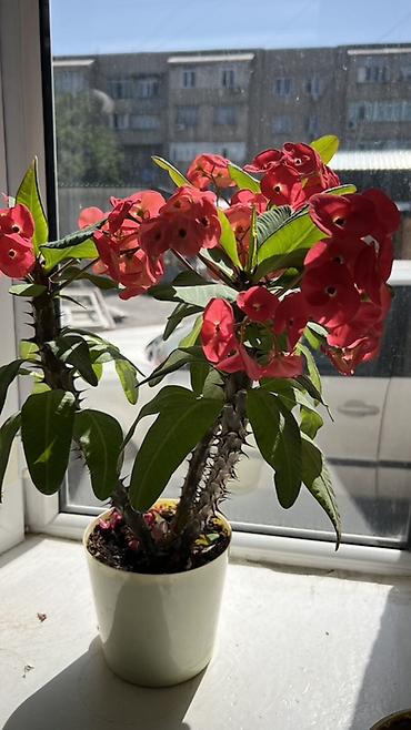 молочай миля: Молочай Милла (Euphorbia milii) в горшке - Компактный куст с — 7