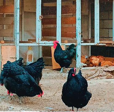 Птицы: Джерсийский гигант жумурткага жана жөжөлөргө заказ алабыз — 14