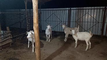 xirda buynuzlu heyvanlar: Dişi, il: 2, Damazlıq — 1