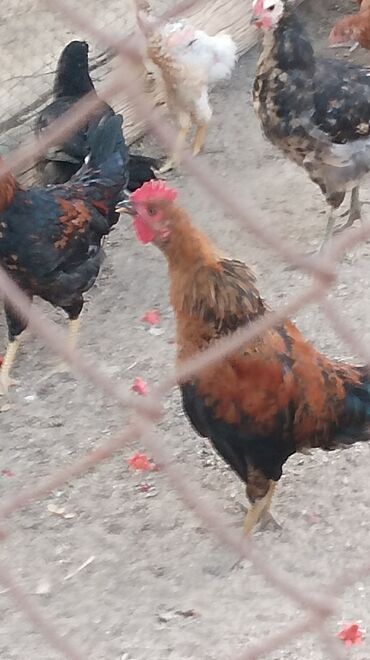 купить собаку в: 4 dene bece xoruz 🐓🐓 biri 8 manata Maşallah hamsı saglamdır catırılma