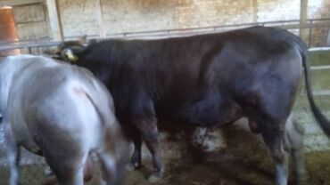Коровы, быки: Продаю | Бык (самец) | Алатауская | На забой | Привязанные