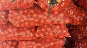 опрыскиватель садовый бишкек: Лук Оптом, Самовывоз