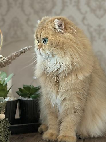 Pişiklər: Britan, Erkək — 16