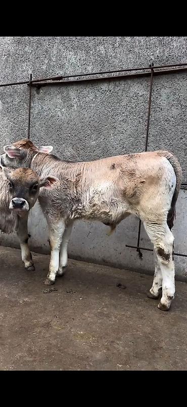 Dana, buzov: Məhsul: Dana balaları (2 baş) Xüsusiyyətlər: - Cins tipi: yerli -da lalafo.az — 14 Dana, buzov: Məhsul: Dana balaları (2 baş) Xüsusiyyətlər: - Cins tipi: yerli — 14