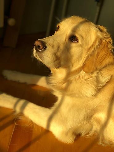 it adi: Retriever, 8 il, Erkək, Peyvəndli, Ünvandan götürmə — 4