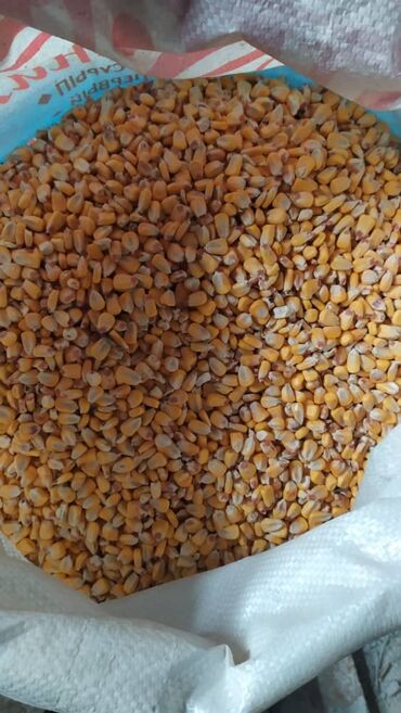 кукуруза мегатон: Семена и саженцы Кукурузы, Платная доставка