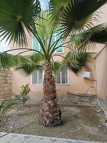 altay su matoru: Meksika Fan Xurması (Washingtonia robusta) – həyət və bağ üçün — 4