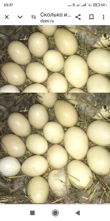 яйцо на инкубацию: Прода инкубационныйю яйца индоутки