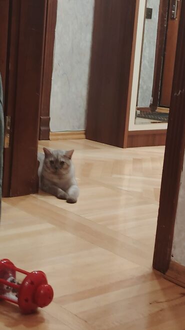 кошку в добрые руки: В добрые руки