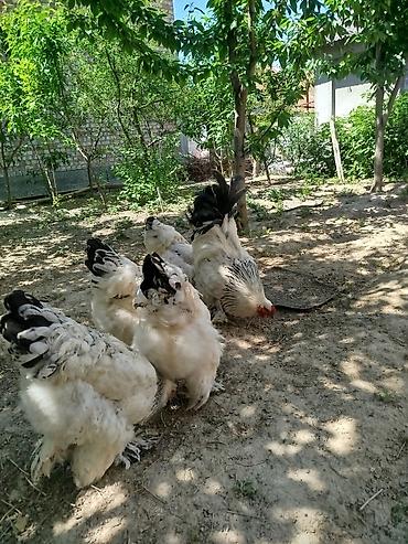 куплю курицы: Продаю | Куры | Брама | Для разведения — 3