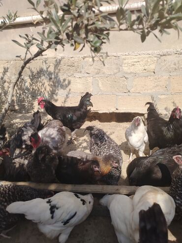 Inəklər, öküzlər: Toyuq, Australorp, Damazlıq, Ünvandan götürmə