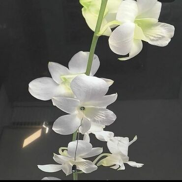 Натяжной потолок: Натяжные потолки Делаю любую сложность натяжного потолка 100% С — 4