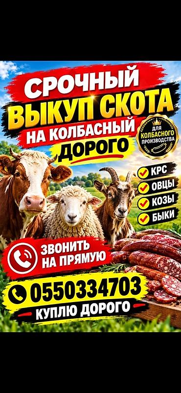 Колбасный цех : Коровы, быки, | На забой, на мясо