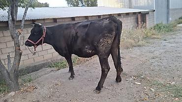 продается кашара: Продаю | Корова (самка) — 3