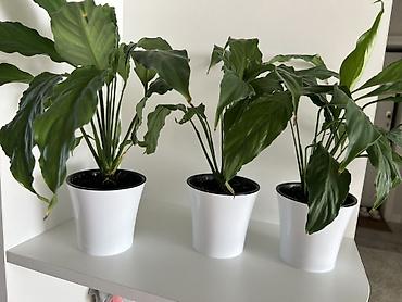спатифиллум: ПРОДАЮ 3 цветка за 1000 сом!!!!Спатифиллум (Spathiphyllum) в горшке - — 1
