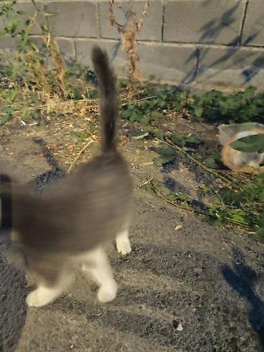 кошка породистые: Отдам в добрые руки трех котят. Описание: - Возраст: ориентировочно — 2